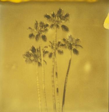 Palm Springs Palm Trees IX (Californication) - Limited Edition of 10 thumb