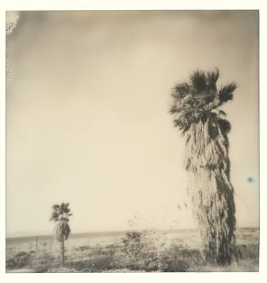 Bombay Palm Trees (Bombay Beach) - Limited Edition of 10 thumb