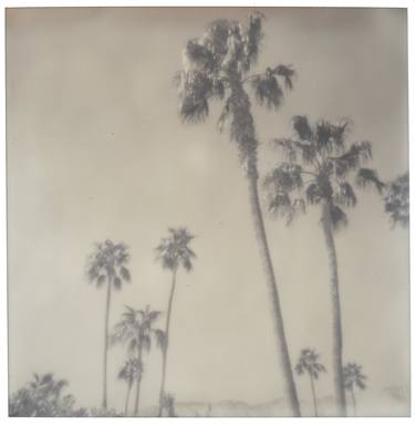 Palm Springs Palm Trees (Californication) - Limited Edition of 10 thumb