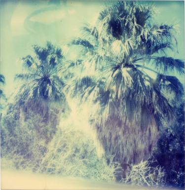 Blue Sky Palm Trees (Sidewinder) thumb