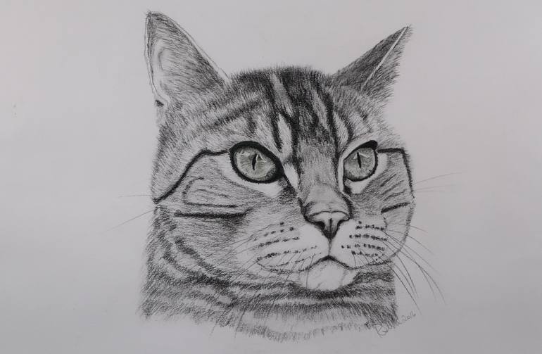 Mr Tabby Cat Drawing by Ruth Searle | Saatchi Art