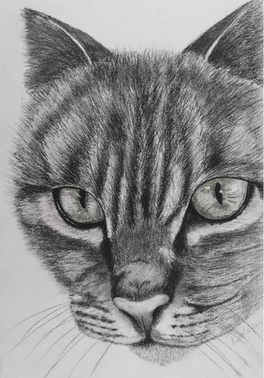 Original Expressionism Animal Drawings by Ruth Searle