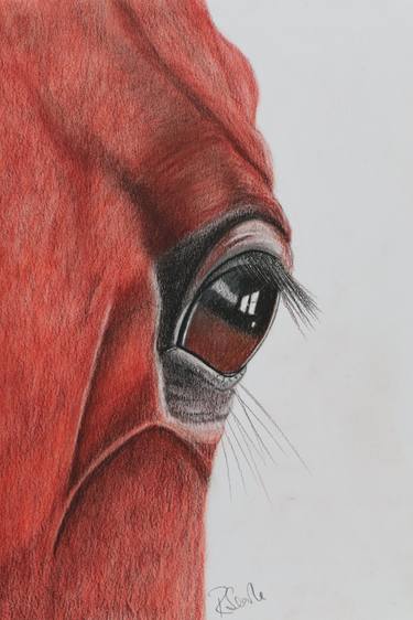 Original Animal Drawings by Ruth Searle