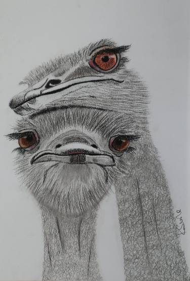 Original Expressionism Animal Drawings by Ruth Searle