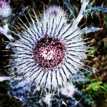 Original Documentary Floral Photography by Louise Galea