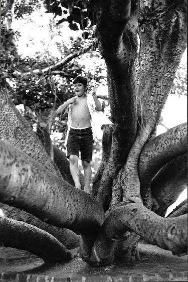 Boy playing tarzan in Banyan Lahaina Maui thumb