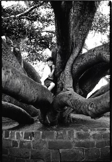 Boy peeking from Banyan tree Lahaina Maui thumb