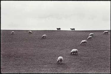 Sheep on hill, France thumb