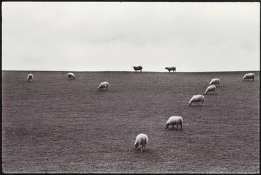 Print of Documentary Animal Photography by Diana Mara Henry