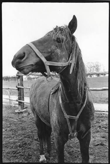 Print of Documentary Horse Photography by Diana Mara Henry