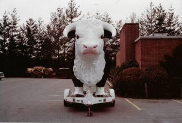 Original Cows Photography by Diana Mara Henry