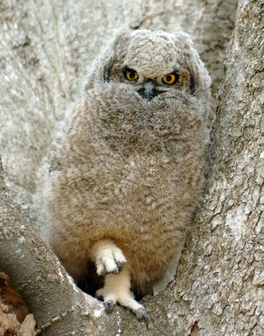 Spotted Eagle Owl thumb