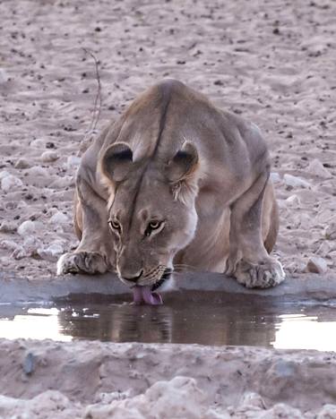 Lioness Drinking thumb