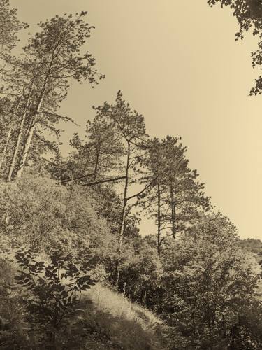 sepia hillside thumb