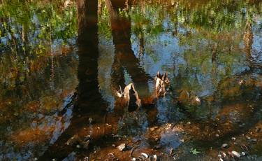 Print of Nature Photography by Virginia A Zuelsdorf