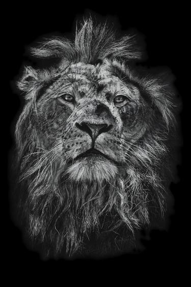 Original Fine Art Animal Drawing by Julia Alexander
