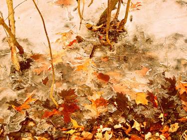 Transitioning from Fall to Winter, Limited Edition Print on Canvas, 1/7. thumb