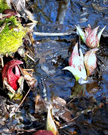 Emerging Skunk Cabbage,  Limited Edition Print on Canvas, 1/7.  thumb
