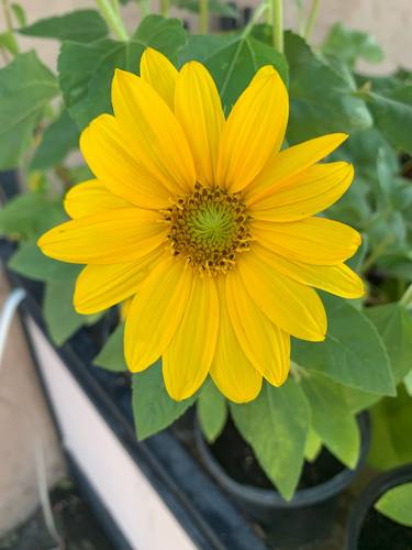 Helianthus - Limited Edition of 5 thumb