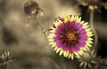 Firewheel thumb