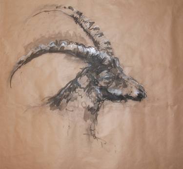 Original Animal Drawings by Mandy Racine