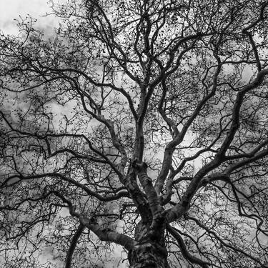 Print of Figurative Tree Photography by Udo Geisler