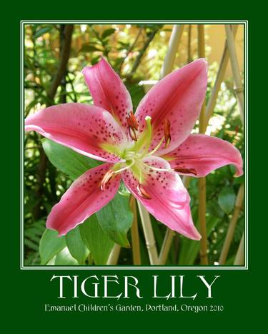 Tiger Lily thumb