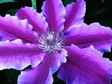 Clematis thumb