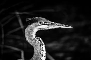 Portrait of a blue heron  - Limited Edition of 5 thumb