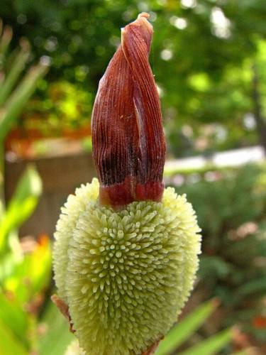 Print of Nature Photography by Yaakov Herevon