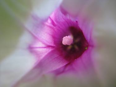 Original Abstract Floral Photography by Yaakov Herevon