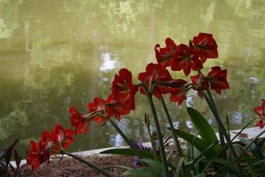 Print of Botanic Photography by Barry Scott