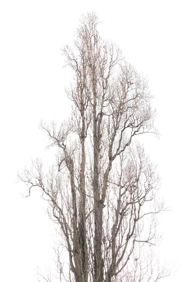 Original Tree Photography by Alessandro Sakoff