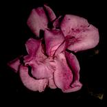 Collection Found/Fragments series