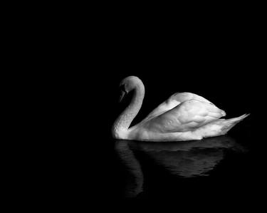 Swan 08 thumb