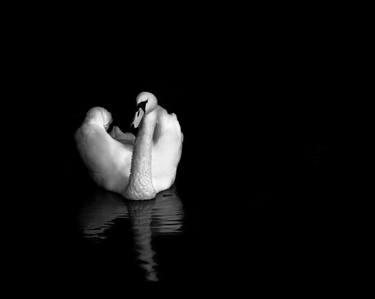 Swan 09 thumb