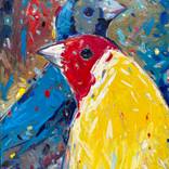 Tropical birds by Davit Gigashvili
