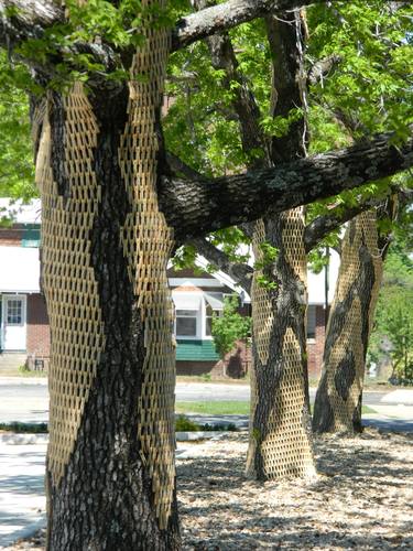 Tree Wrap VI at Fort Smith Museum of Art, Arkansas thumb