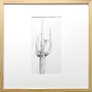 Saguaro