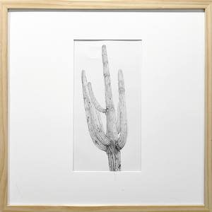 Saguaro