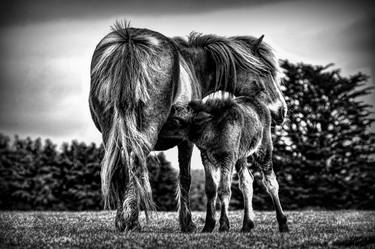 Original Portraiture Animal Photography by Eric Stack