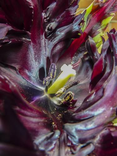 Petalscapes - Black Parrot thumb