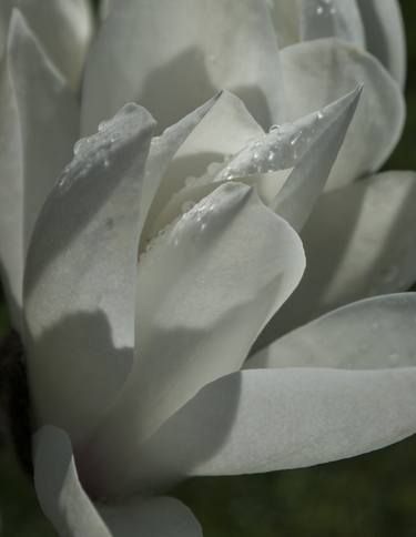 Petalscapes - Magnolia 3 thumb