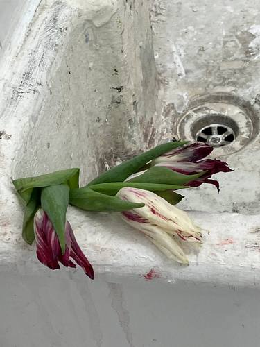 Original Conceptual Floral Photography by Petra Senn