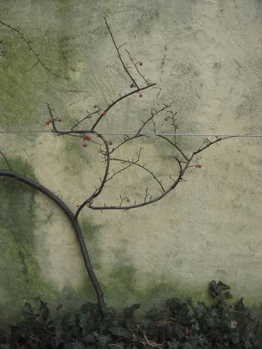 Original Conceptual Tree Photography by Petra Senn
