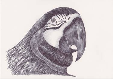 Print of Animal Drawings by Ballpointpen Illustrator