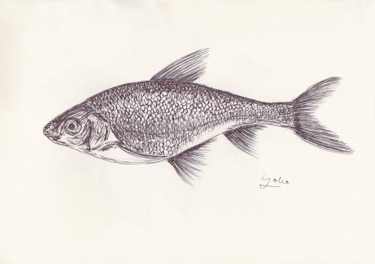 Fish Pen & Ink Illustration - Nature Drawing :: Behance