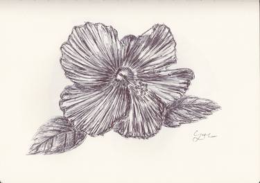 Ballpen Hibiscus from Laos Trip 5 thumb