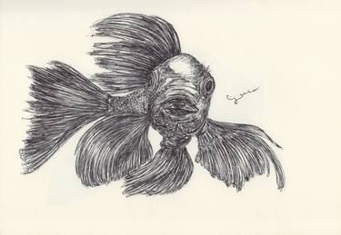 Print of Fish Drawings by Ballpointpen Illustrator
