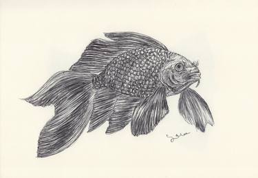 Original Fish Drawings by Ballpointpen Illustrator